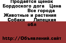 Продаётся щенок Бордоского дога › Цена ­ 37 000 - Все города Животные и растения » Собаки   . Липецкая обл.